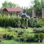 Pepiniera Dream Gardens