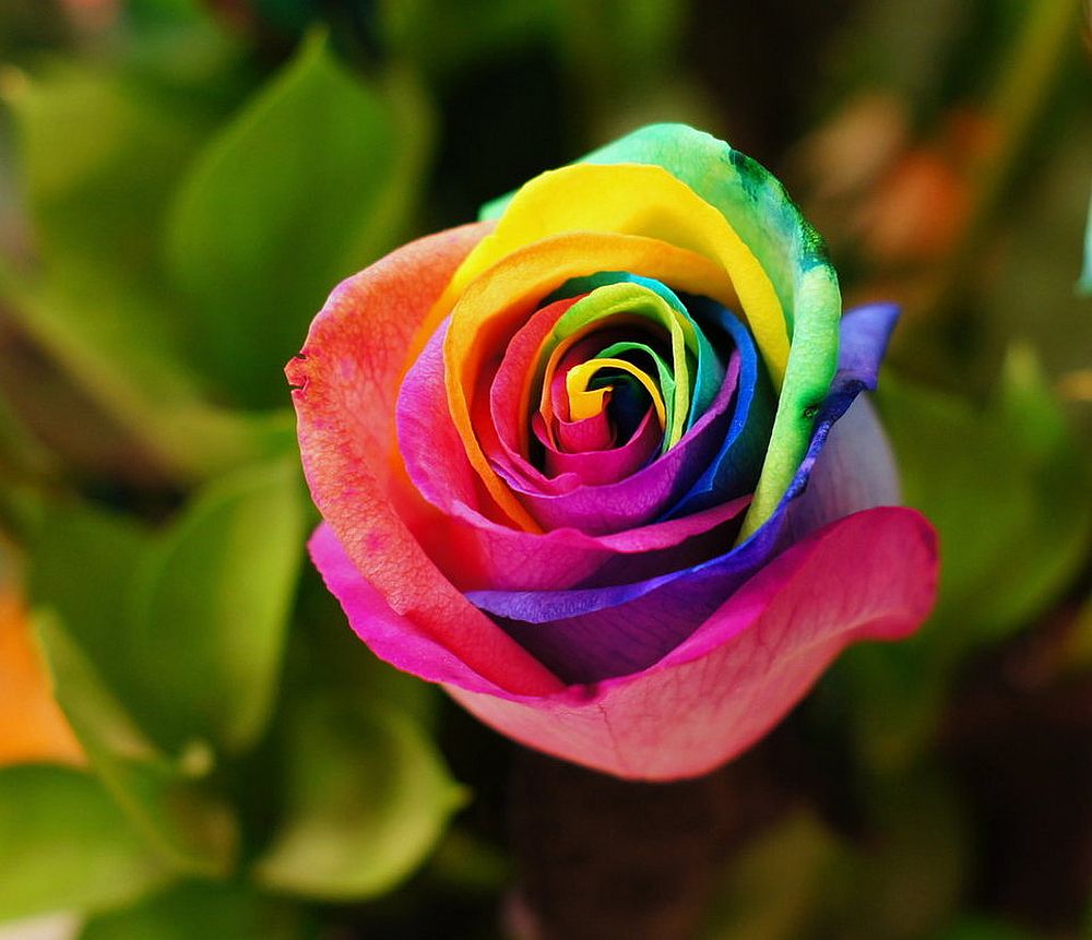 adelaparvu.com despre inventatorul Peter van de Werken, trandafiri curcubeu, flori curcubeu, Rainbowed Roses (14)