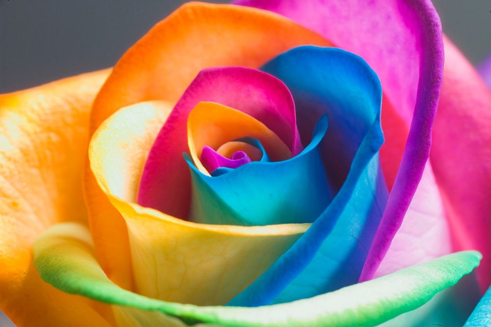 adelaparvu.com despre inventatorul Peter van de Werken, trandafiri curcubeu, flori curcubeu, Rainbowed Roses (15)
