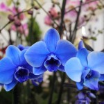 adelaparvu.com despre orhidee albastre, orhidee colorate artificial, Text Carli Marian, Phalaenopsis royal blue (4)