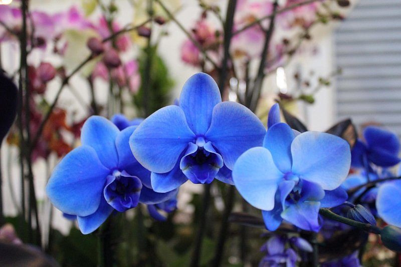 adelaparvu.com despre orhidee albastre, orhidee colorate artificial, Text Carli Marian, Phalaenopsis royal blue (4)