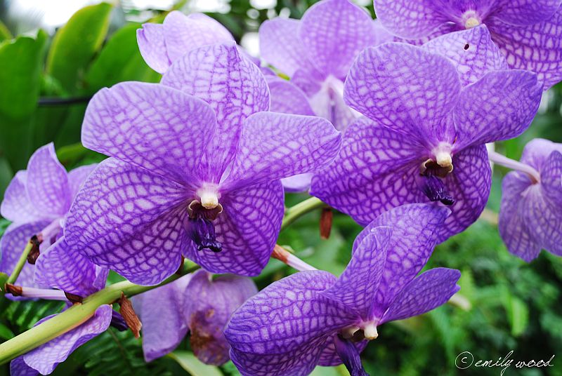 adelaparvu.com despre orhidee colorate natural, Text Carli marian, orhidee mov, violet, Vanda coerulea (2)