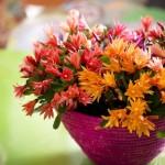 adelaparvu.com despre Florea Pastelui, Rhipsalidopsis, text Carli Marian, Foto Floradania (5)