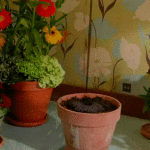 adelaparvu.com despre filmare cu flori care cresc din ghiveci