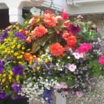 adelaparvu.com despre jardiniere cu flori multicolore, Text Carli Marian