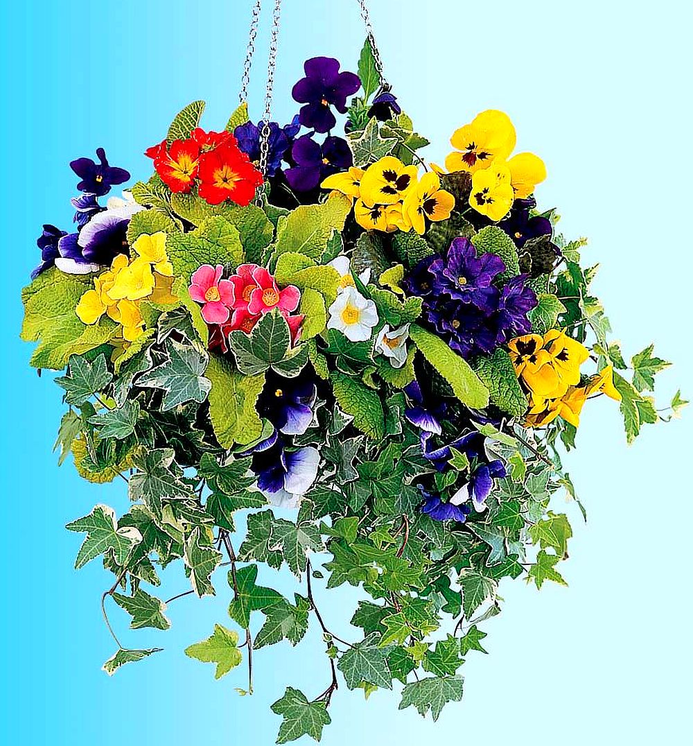 adelaparvu.com despre jardiniere cu flori multicolore, Text Carli Marian (8)