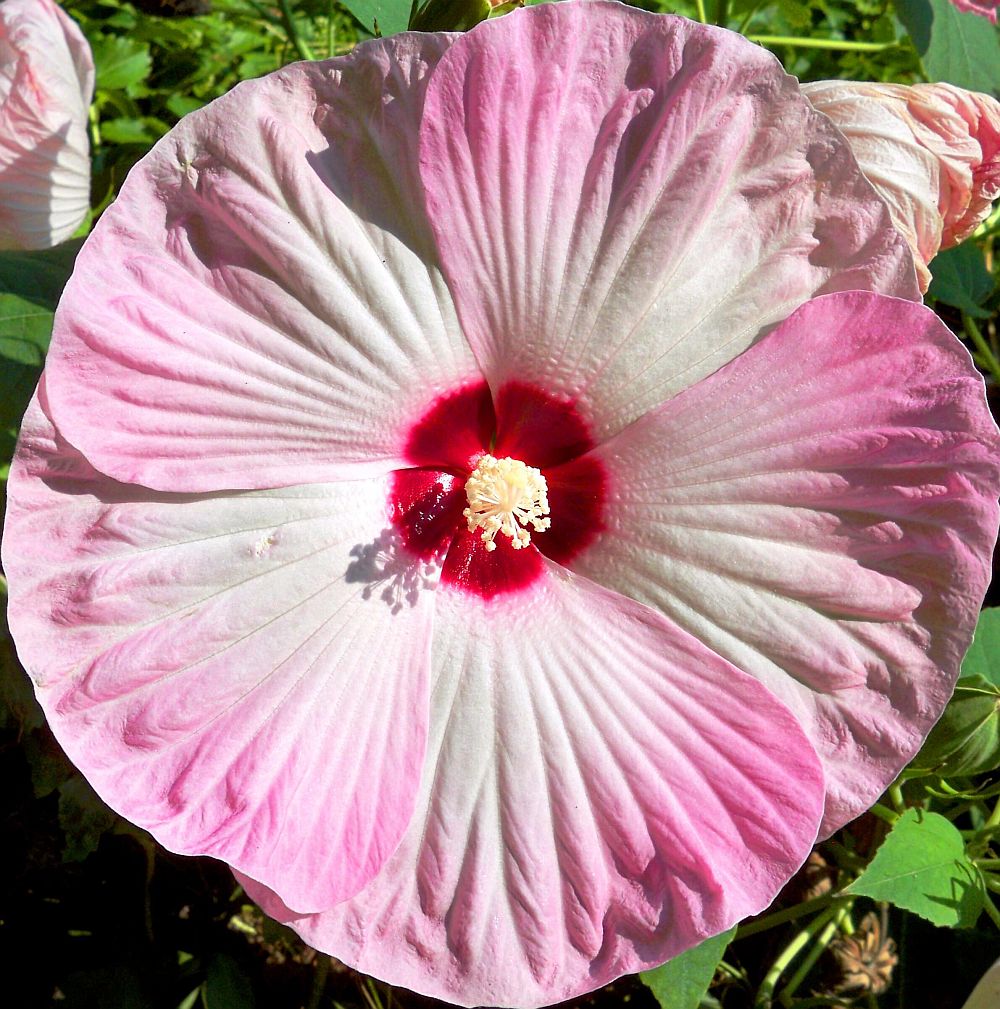 adelaparvu.com despre hibiscus cu flori gigant, flori uriase, Text Carli Marian (2)