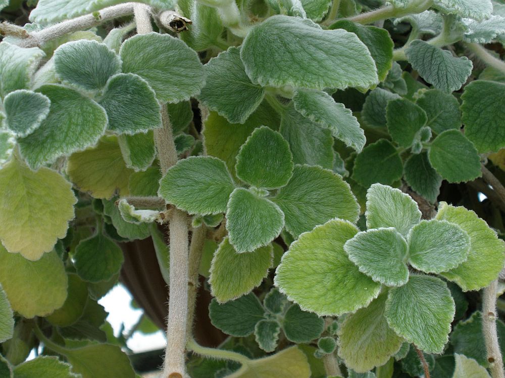adelaparvu.com despre planta care alunga tantarii, Plectranthus amboinicus sau tantarica, Text Carli Marian