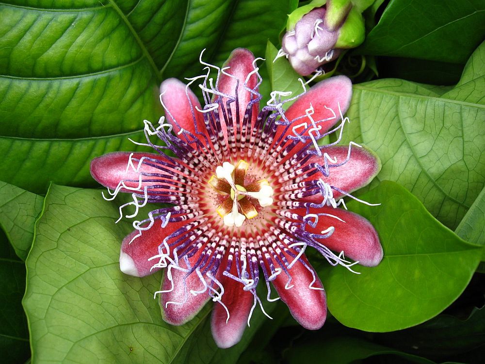 adelaparvu.com despre Florea Pasiunii, Passiflora incarnata, Text Carli Marian (4)