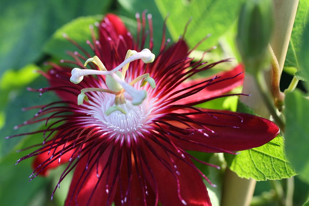 adelaparvu.com despre Florea Pasiunii, Passiflora incarnata, Text Carli Marian (7)