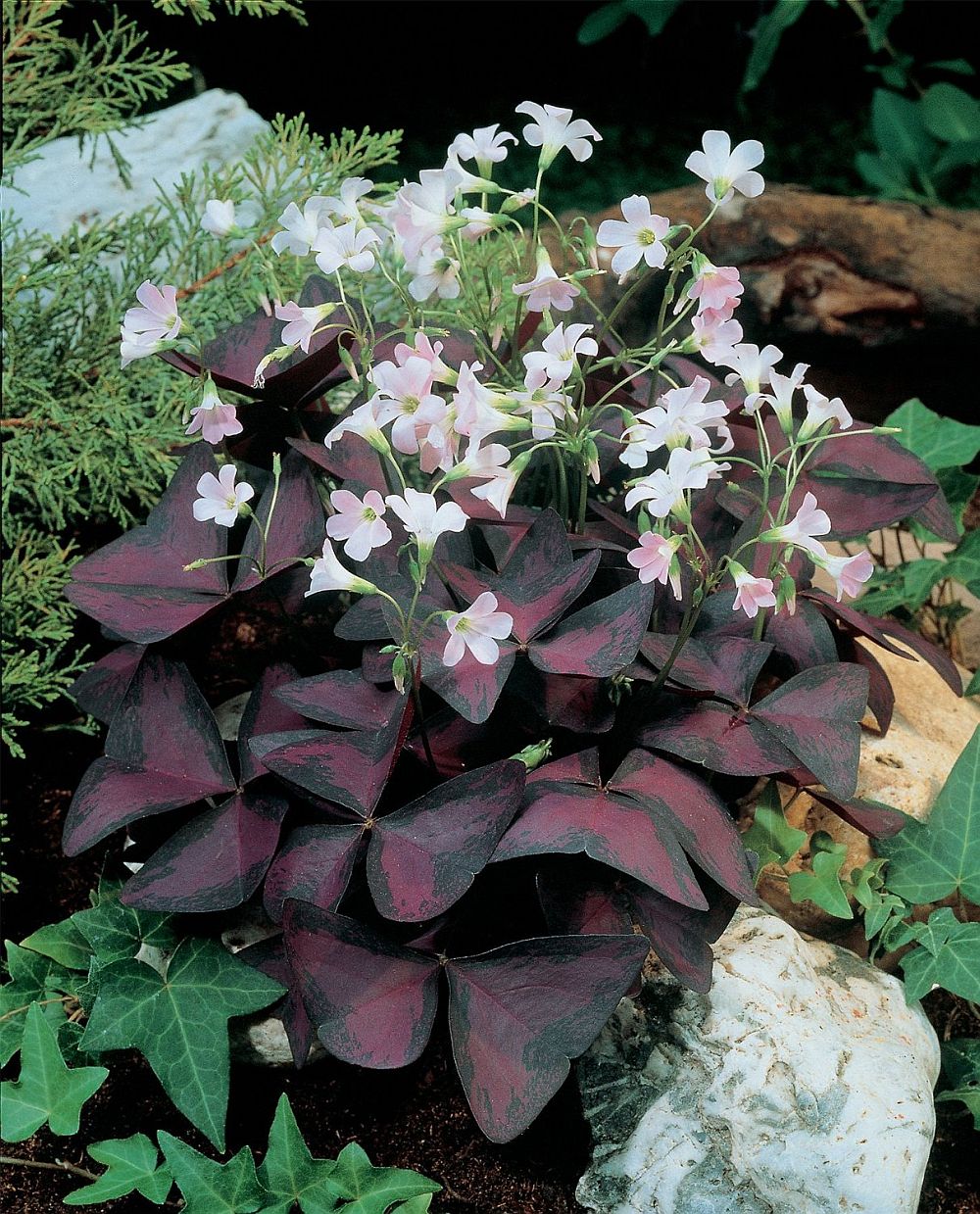 adelaparvu.com despre Oxalis, trifoiul ornamental, Text Carli Marian (16)
