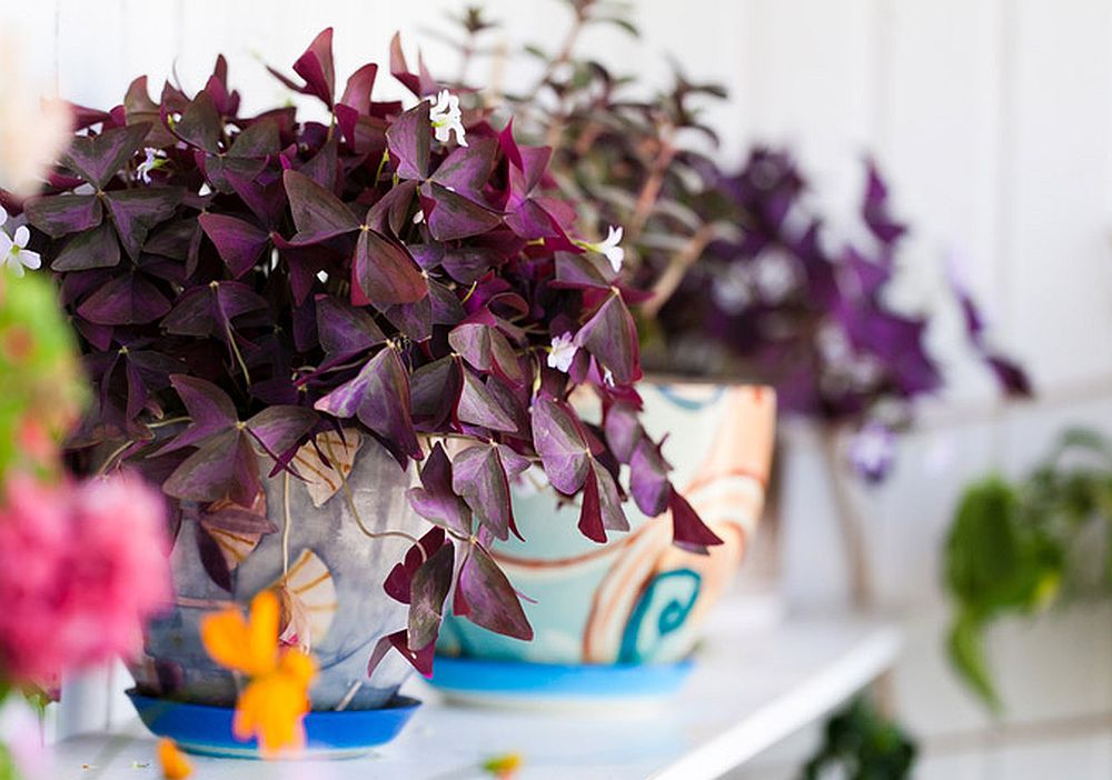 adelaparvu.com despre Oxalis, trifoiul ornamental, Text Carli Marian (20)