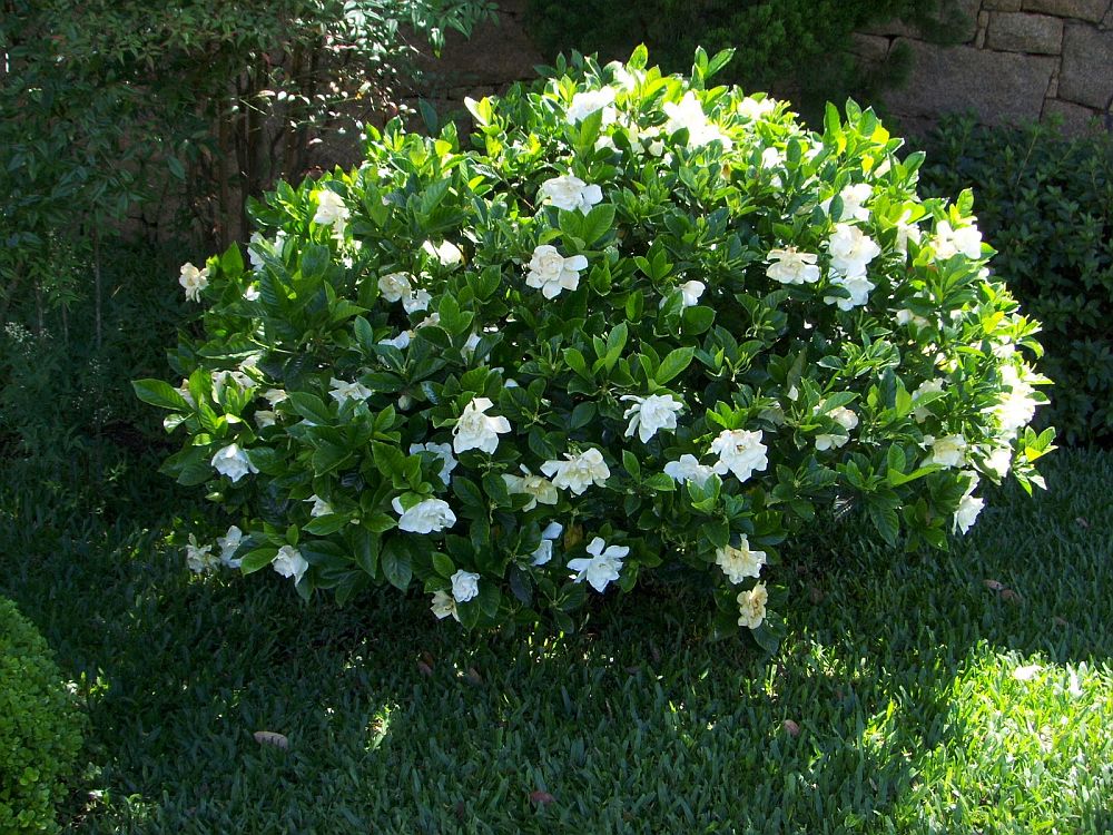 adelaparvu.com despre ingrijirea plantei Gardenia, Text Carli Marian (13)