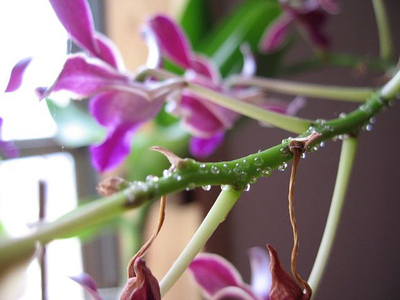 adelaparvu.com despre picaturi lipicioase pe orhidee, Text Carli Marian, in foto mierea orhideelor (4)