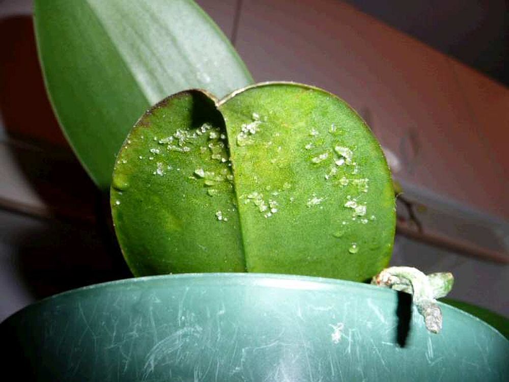 adelaparvu.com despre picaturi lipicioase pe orhidee, Text Carli Marian, in foto picaturi lipicioase produse de daunatori (2)