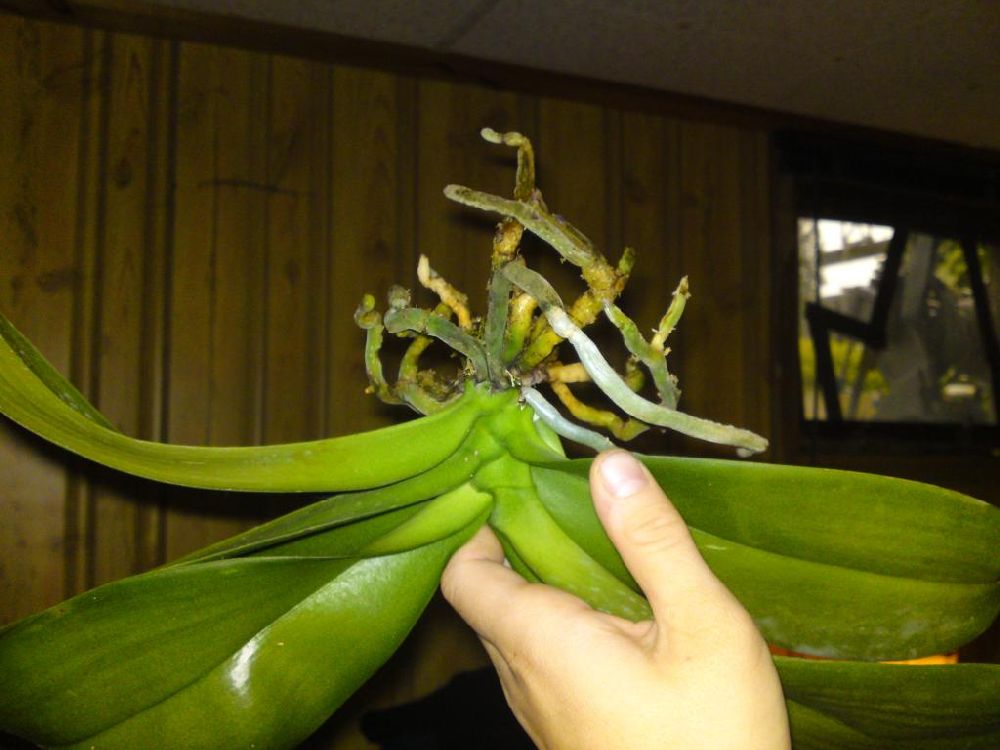 adelaparvu.com despre tratamentul pentru orhideea cu radacini putrezite si frunze ingalbenite, Text Carli Marian (2)