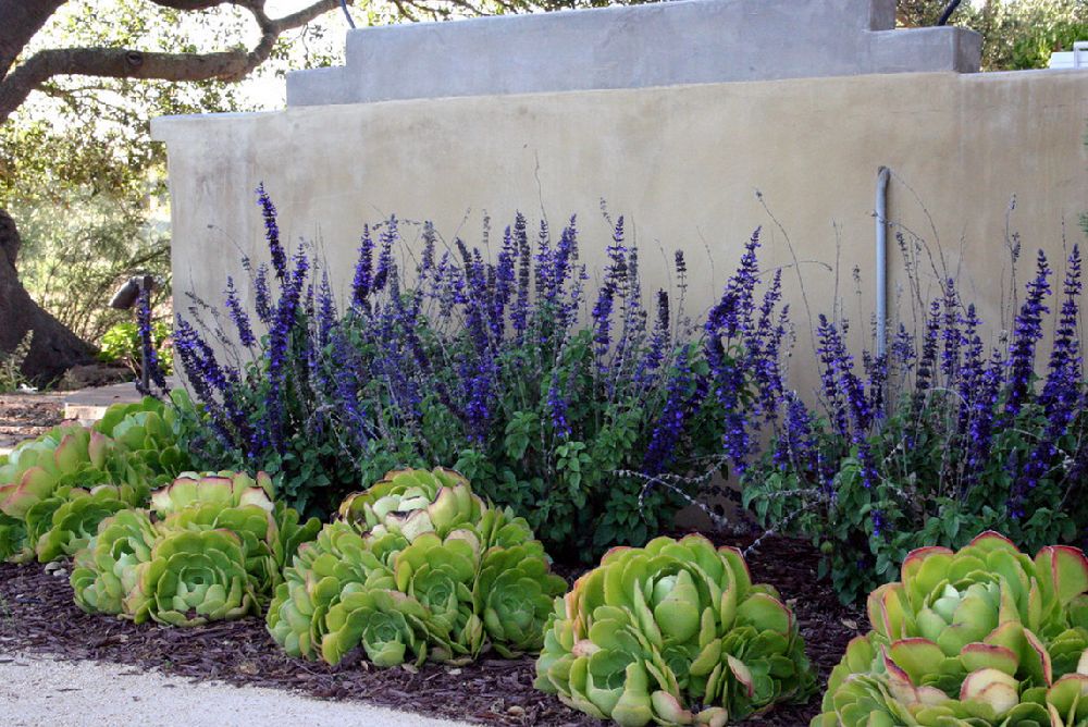 Salvia in gradina, Foto Carson Douglas Landscape Architecture