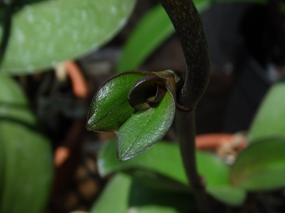 adelaparvu.com despre inmultirea orhideei Phalaenopsis, text Carli Marian 6