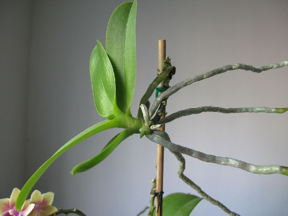 adelaparvu.com despre inmultirea orhideei Phalaenopsis, text Carli Marian 8