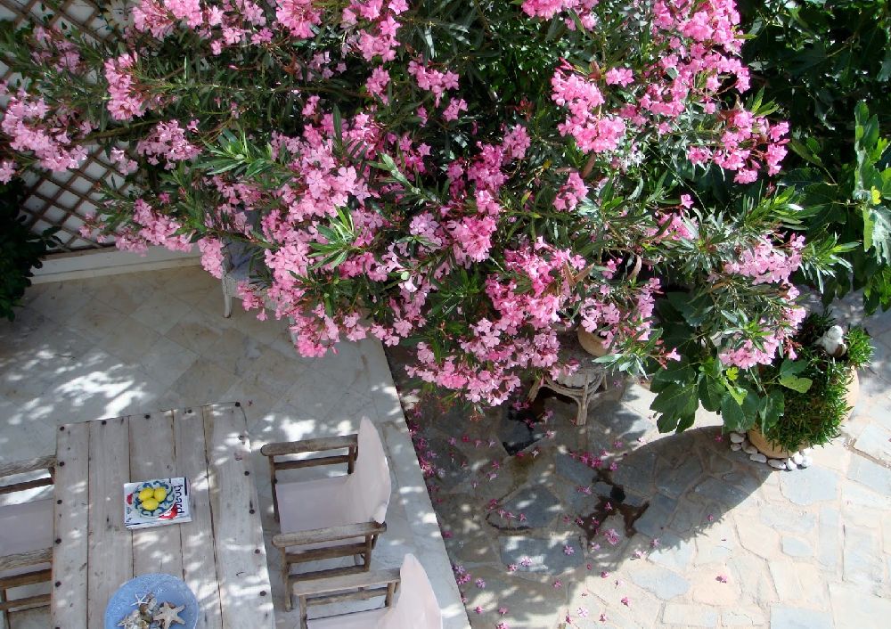adelaparvu.com despre Nerium Oleander, leandrul potrivit in gradina si pe balcon, Text Carli Marian (12)