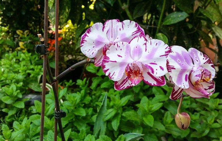 adelaparvu.com despre fertilizant orhidee, Pokon Powerspray pentru orhidee, text Carli Marian (1)