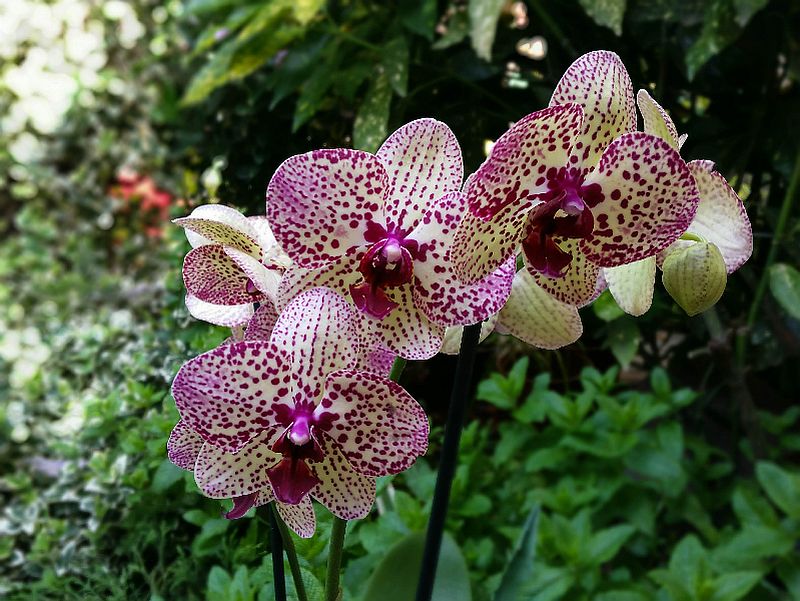 adelaparvu.com despre fertilizant orhidee, Pokon Powerspray pentru orhidee, text Carli Marian (3)