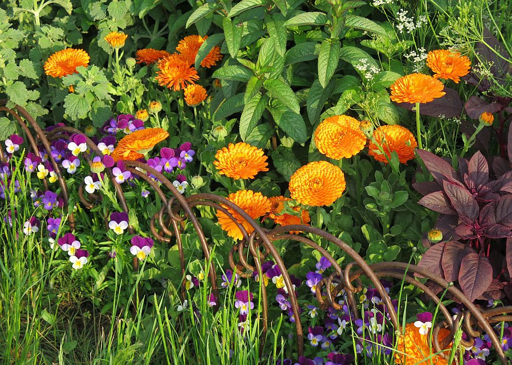 adelaparvu.com despre gradina cu plante medicinale, designer Jekka McVicar, A Modern Apothecary Garden, RHS Chelsea Flower Show 2016 (9)