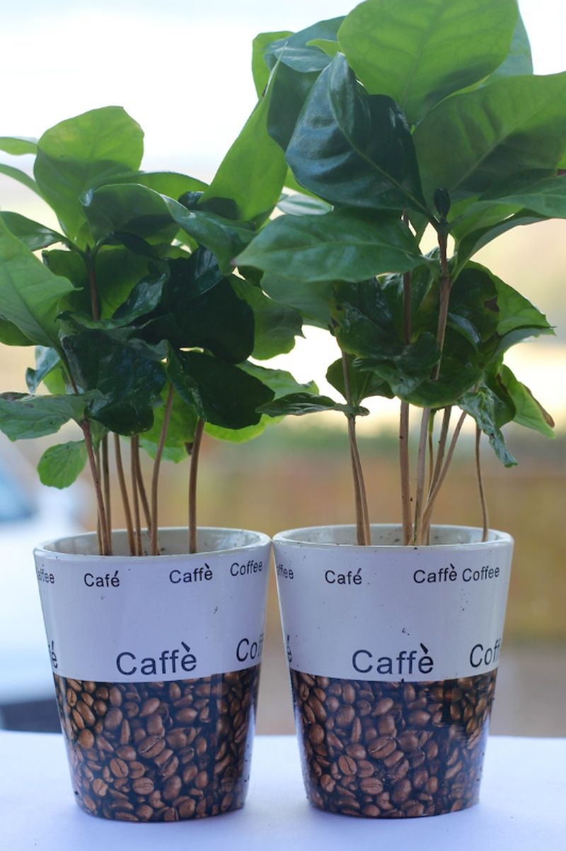 adelaparvu.com despre Coffea arabica, arborele de cafea, Text Carli Marian (5)
