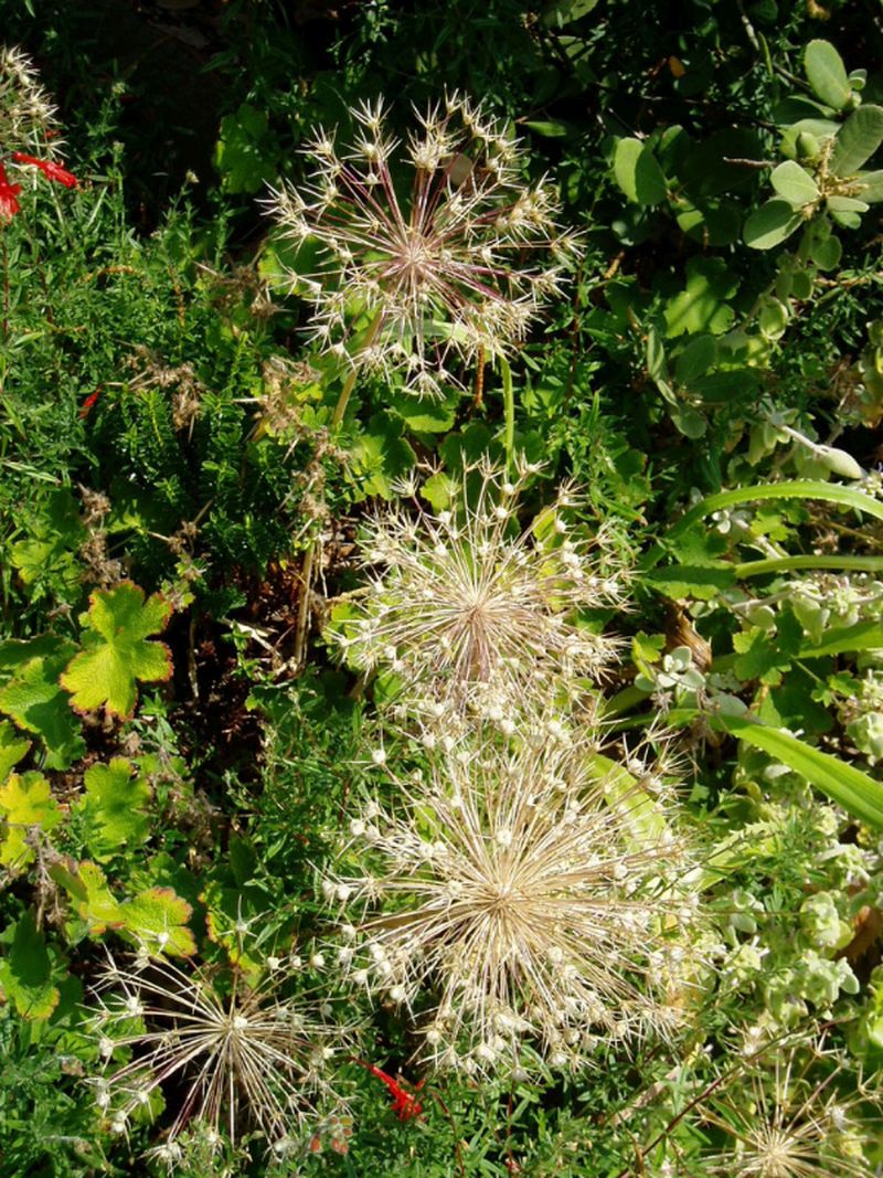 adelaparvu.com despre plante care fac gradina frumoasa toamna si iarna, Text Carli Marian, in foto Allium christophii