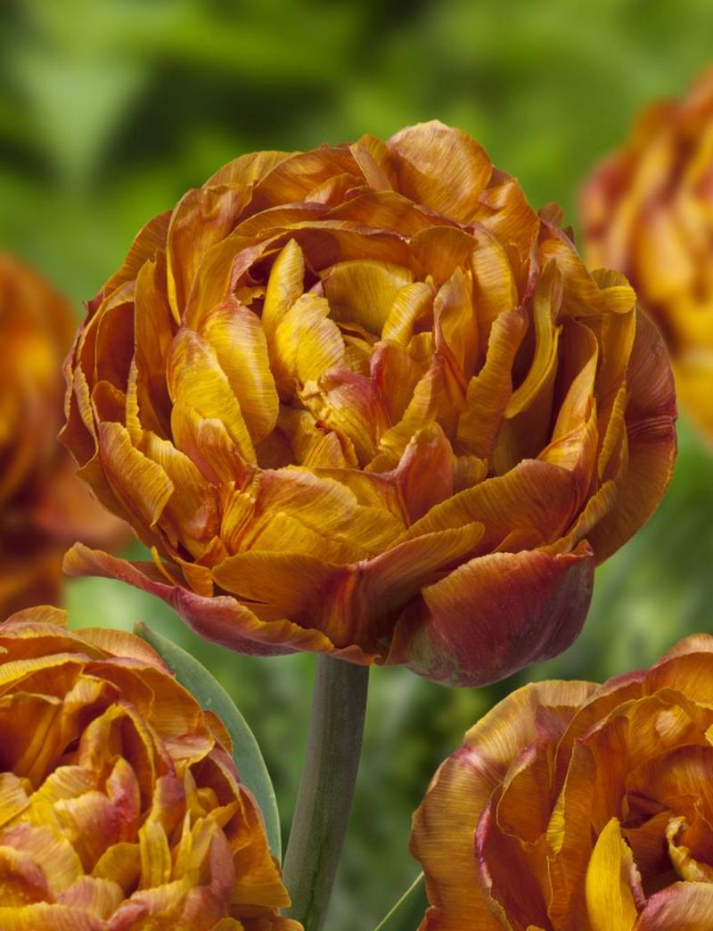 adelaparvu-com-dspre-plantare-bulbilor-de-primavara-text-carli-marian-in-foto-tulipa-brownie
