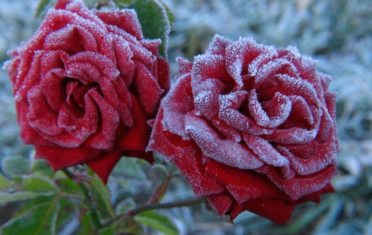 adelaparvu-com-despre-pregatirea-trandafirilor-tufa-pentru-iernat-text-carli-marian-10