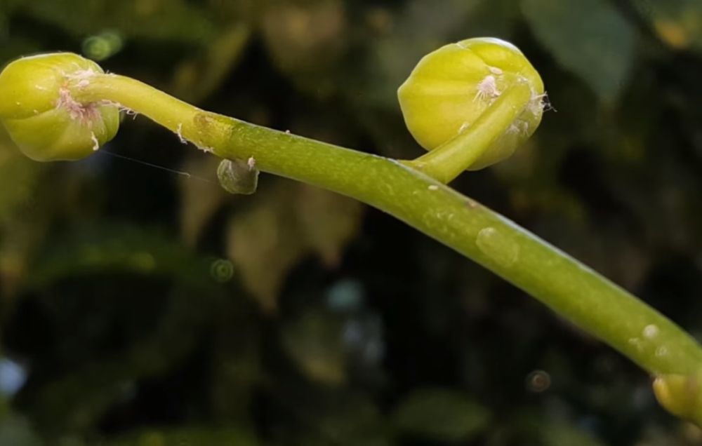 adelaparvu.com despre eliminarea paduchelui lanos de pe orhidee, Text Carli Marian, Foto Carli Marian (3)